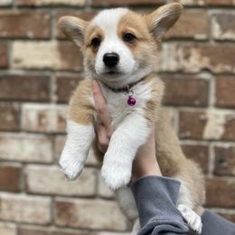 Girl 1 - White and red Pembroke Welsh Corgi puppy in Ridgeland, South Carolina from FOF Lowcountry Corgis
