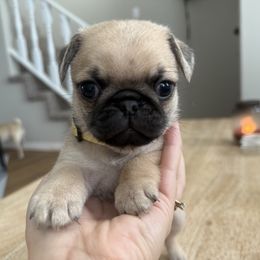 Yellow Collar - Fawn male Pug puppy in Elizabethtown, Kentucky from EZ Pugs