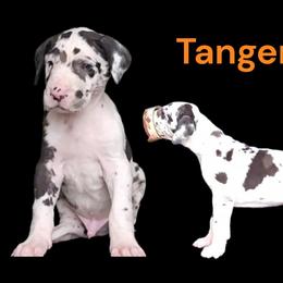 Tangerine - Harlequin male Great Dane puppy in Brookings, South Dakota from Debonair Danes