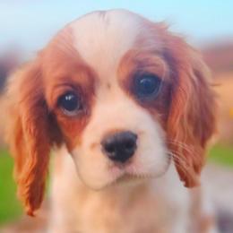 Providence - Blenheim female Cavalier King Charles Spaniel puppy in Watsontown, Pennsylvania from Huntsman Cavaliers