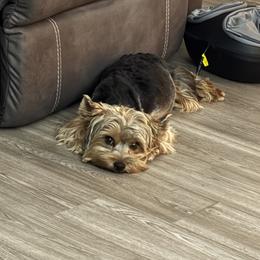 Sandy - Yorkshire Terrier