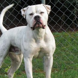 American Bulldogs from Blevins American Bulldogs