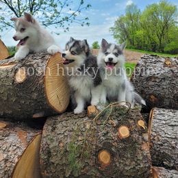 Pomsky Puppies from Posh Husky Puppies
