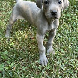 Chrissie - Blue female Great Dane puppy in Gastonia, North Carolina from Stonebrook Gentle Giants