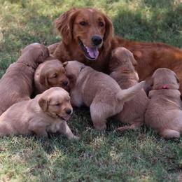 Golden Retrievers and Labrador Retrievers from Fourhead Kennels