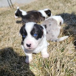 Cardigan Welsh Corgi Puppies from Star N Cardigan Corgis