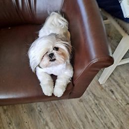 Shih Tzu All Grown Up from Snowhisper Shih Tzu