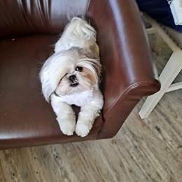 Shih Tzu All Grown Up from Snowhisper Shih Tzu