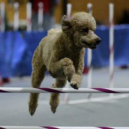 Phoenix - Poodle