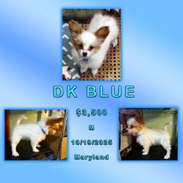 Dk Blue - White and red male Papillon puppy in Oakland, Maryland from Holly Huxford
