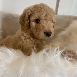 Bananny - Apricot Goldendoodle puppy in Pataskala, Ohio from Doodle Love