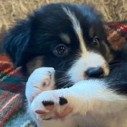 Australian Shepherds from Cannonsnap Farms Australian Shepherds