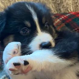 Australian Shepherds from Cannonsnap Farms Australian Shepherds