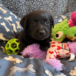 Lilac Girl - Black female Labrador Retriever puppy in Colorado from Albrecht Farms Labrador Retrievers
