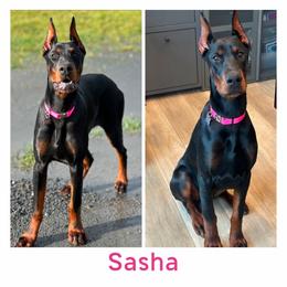 Sasha - Doberman Pinscher