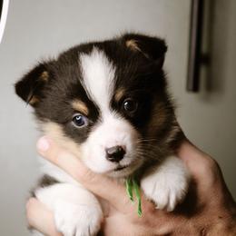 David - Black and tan male Pembroke Welsh Corgi puppy in South Otselic, New York from Ridge Top Corgis