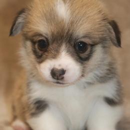 Colt - Sable male Pembroke Welsh Corgi puppy in West, Texas from Rustic Spur Kennel