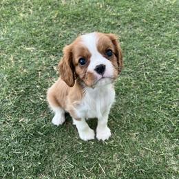 Scooby Doo - Blenheim male Cavalier King Charles Spaniel puppy in Eastvale, California from Furever After Cavaliers