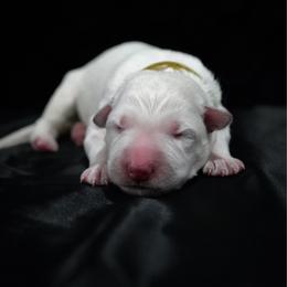 Yellow Collar Girl - White female Berger Blanc Suisse puppy in Aurora, Colorado from Moonlight Berger Blanc Suisses