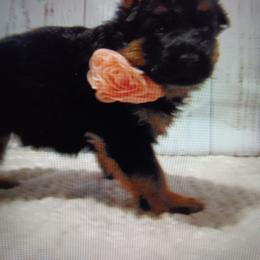 Peach - Black and red female German Shepherd puppy in Gustavus, Ohio from Cross Kreek Kennels