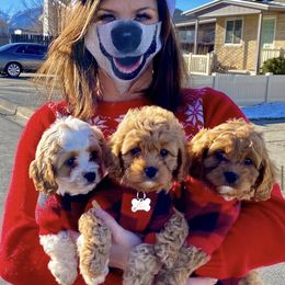 Bernedoodle and Cavapoo Puppies from Sugar Doodles Pups