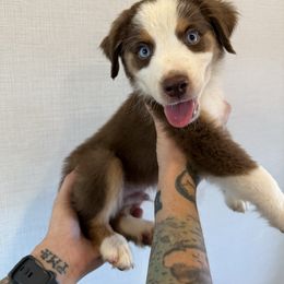 Gamble - Red tri-color male Miniature American Shepherd puppy in Tucson, Arizona from Outlaw Minis