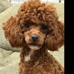 Paris - Poodle
