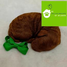 Tiny micro toy - Red  male Poodle puppy in Fairburn, Georgia from The Real Dog Breeders of Atlanta (peachy poodles)