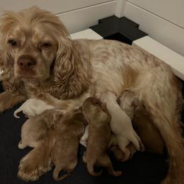 Cockapoo puppies from Little Bear Doodles