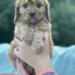 Cavapoo, Maltipoo, and Poodle Puppies from My Sweet Poodles and Doodles