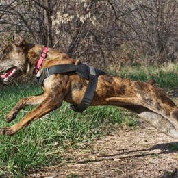 Molosser (Bully x)  All Grown Up from Miscela Molossers