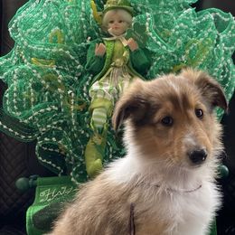 Girl 1 (Purple) - Sable and white Collie puppy in Citra, Florida from Faith Rough Collie’s