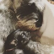 Standard Schnauzer Puppies from Goldwynn Standard Schnauzers