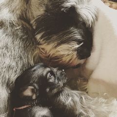 Standard Schnauzer Puppies from Goldwynn Standard Schnauzers