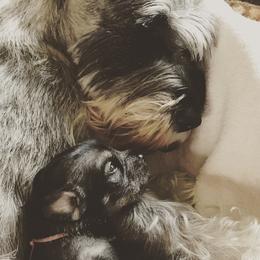Standard Schnauzer Puppies from Goldwynn Standard Schnauzers