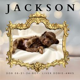 Prince Jackson - Chocolate male Shih Tzu puppy in Xenia, Ohio from Crown & Tress Shih Tzu