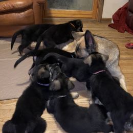 German Shepherd Puppies from Frankenhaus German Shepherds