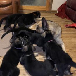 German Shepherd Puppies from Frankenhaus German Shepherds
