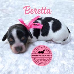 BERETTA - Piebald female Dachshund puppy in Columbia, Louisiana from Diamond 5R Ranch AKC & CKC Miniature Dachshunds