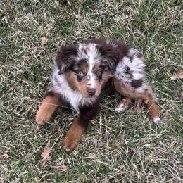 Toy Australian Shepherd puppies from Blue Meadow Aussies