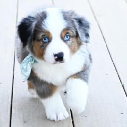 LOPER BMM - Blue merle male Miniature American Shepherd puppy in Pasco, Washington from ROCK CREEK LABRADORS Pasco, WA