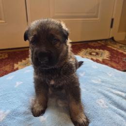 Forest - Sable male German Shepherd puppy in Cave City, Arkansas from Bayou Valley Shepherds and American Hunt Terriers