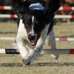 Stabyhouns from Desert Shadow