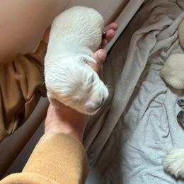 Queen - Light golden female Golden Retriever puppy in Colorado Springs, Colorado from Sharp Guardians and Goldens