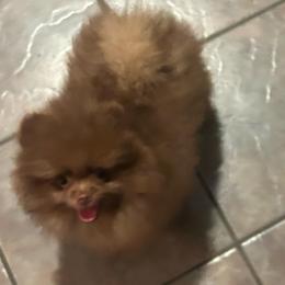 Café - Chocolate male Pomeranian puppy in Randleman, North Carolina from Luxurious Poms