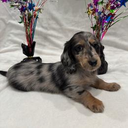 Dark green collar - Dapple male Dachshund puppy in Chicago, Illinois from RGZ Doxies