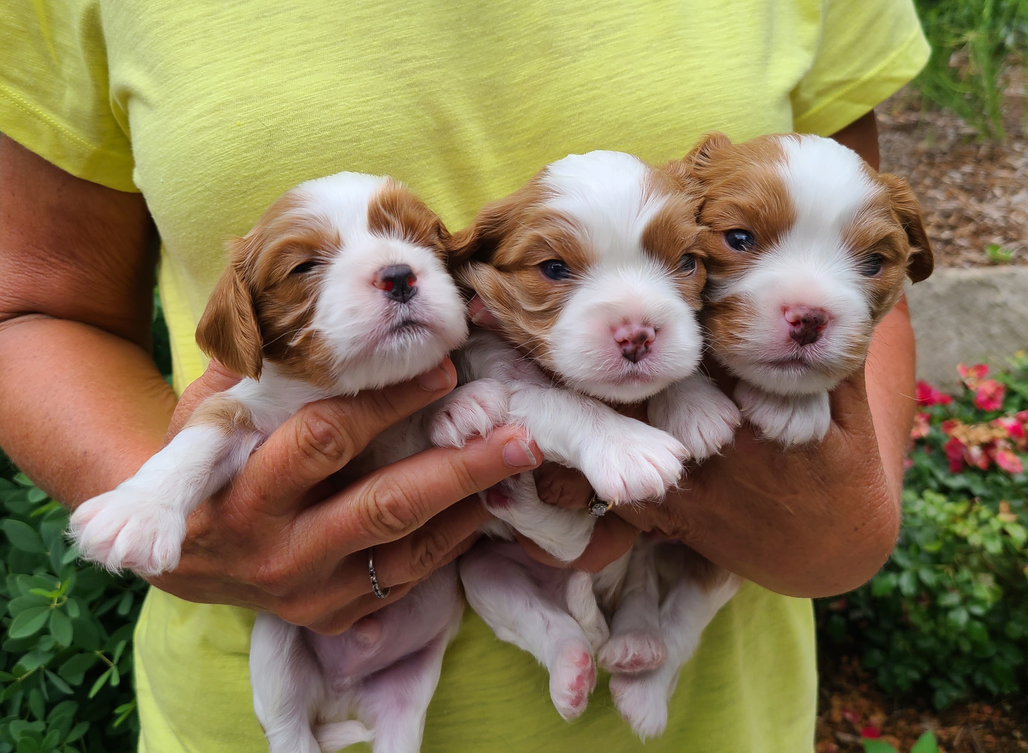 Cavalier King Charles Spaniels from Pepperhill Puppies