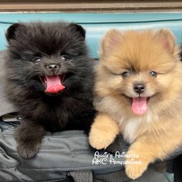 Pomeranian Puppies from Annie’s Animated AKC Pomeranians