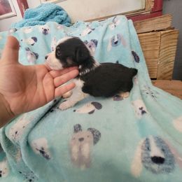 Gaston - Black tri male Miniature Australian Shepherd puppy in Dalhart, Texas from RNL Family Raised Pups