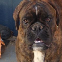 Boxers from Boxers of Whispered Wishes